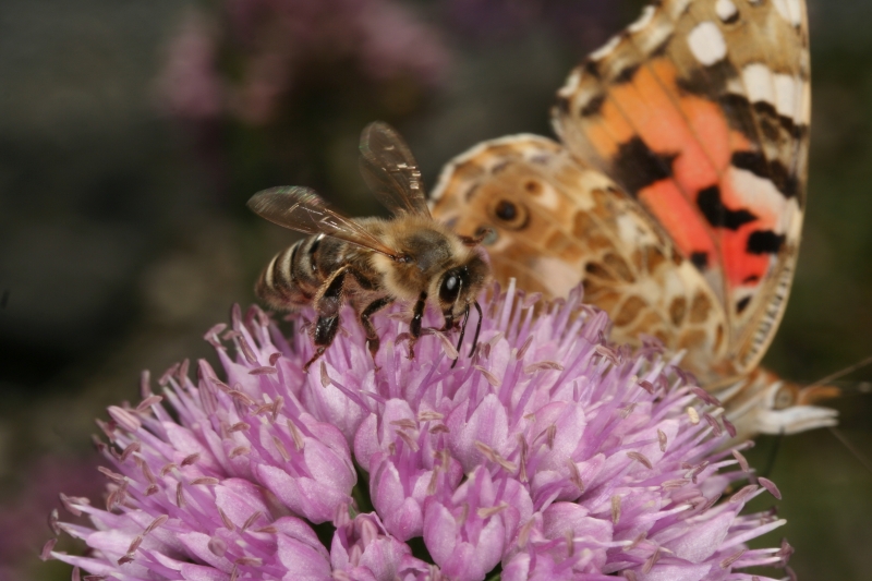 Honigbiene auf Berg-Lauch (<i>Allium montanum</i>) mit Distelfalter